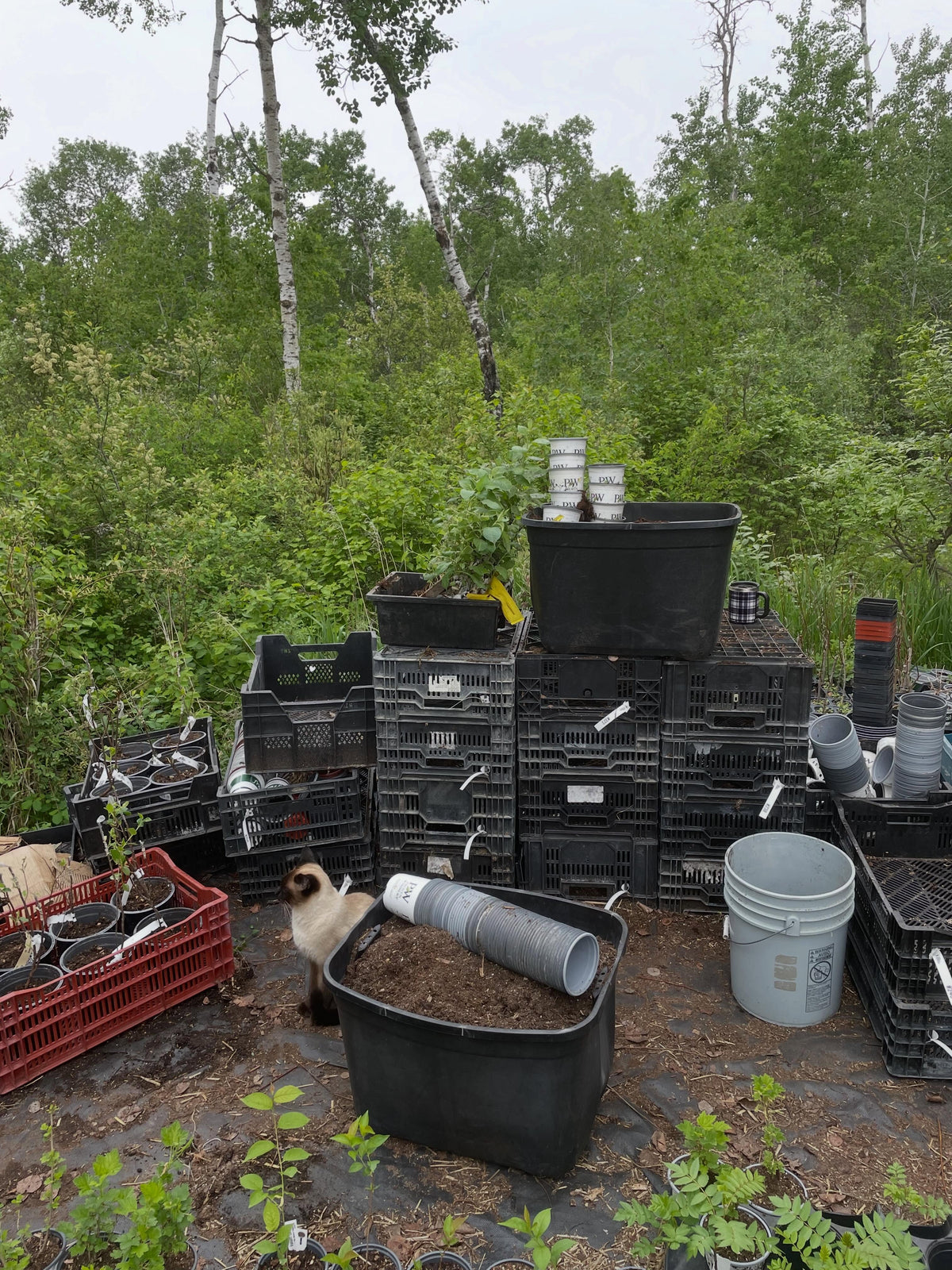 my office this morning, potting up apple trees, image 1 of 4