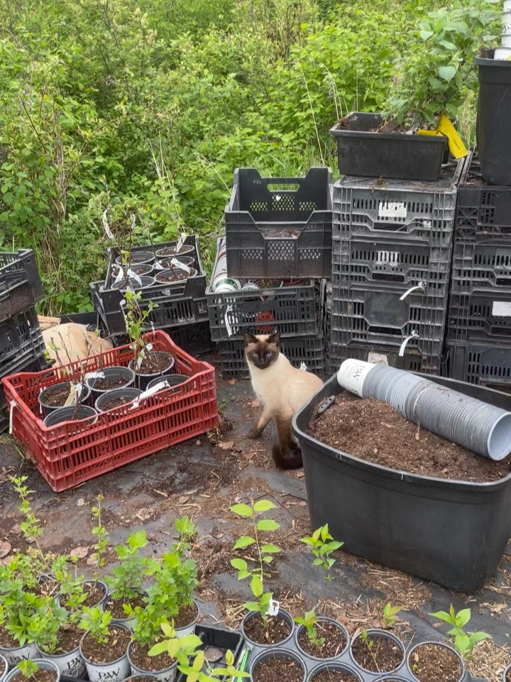 my office this morning, potting up apple trees, image 2 of 4