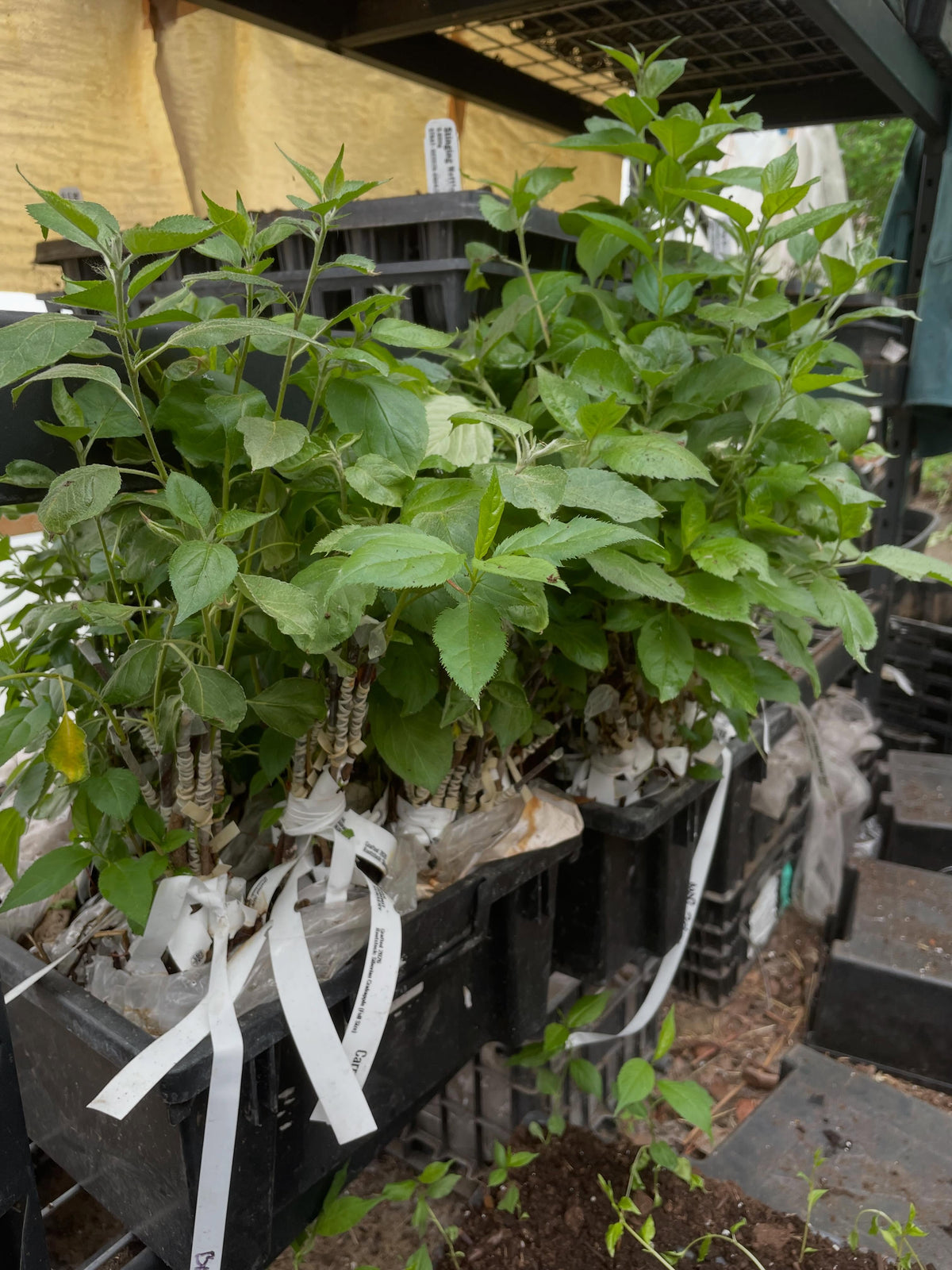 my office this morning, potting up apple trees, image 3 of 4