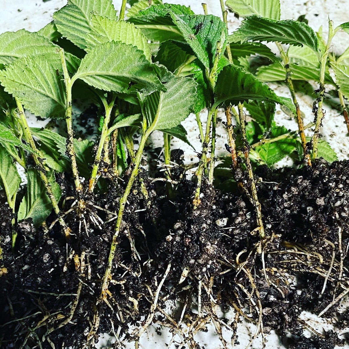 Nanking cherries at three weeks rooted from softwood cuttings in our mist propagation