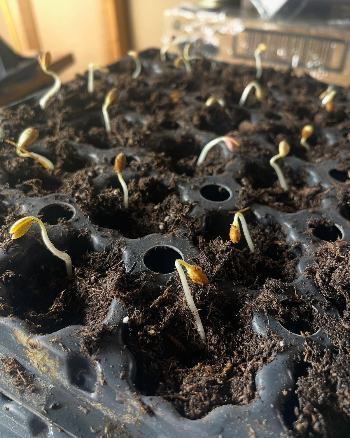 nanking cherries, potting up sprouty ones from the fridge, image 3 of 5