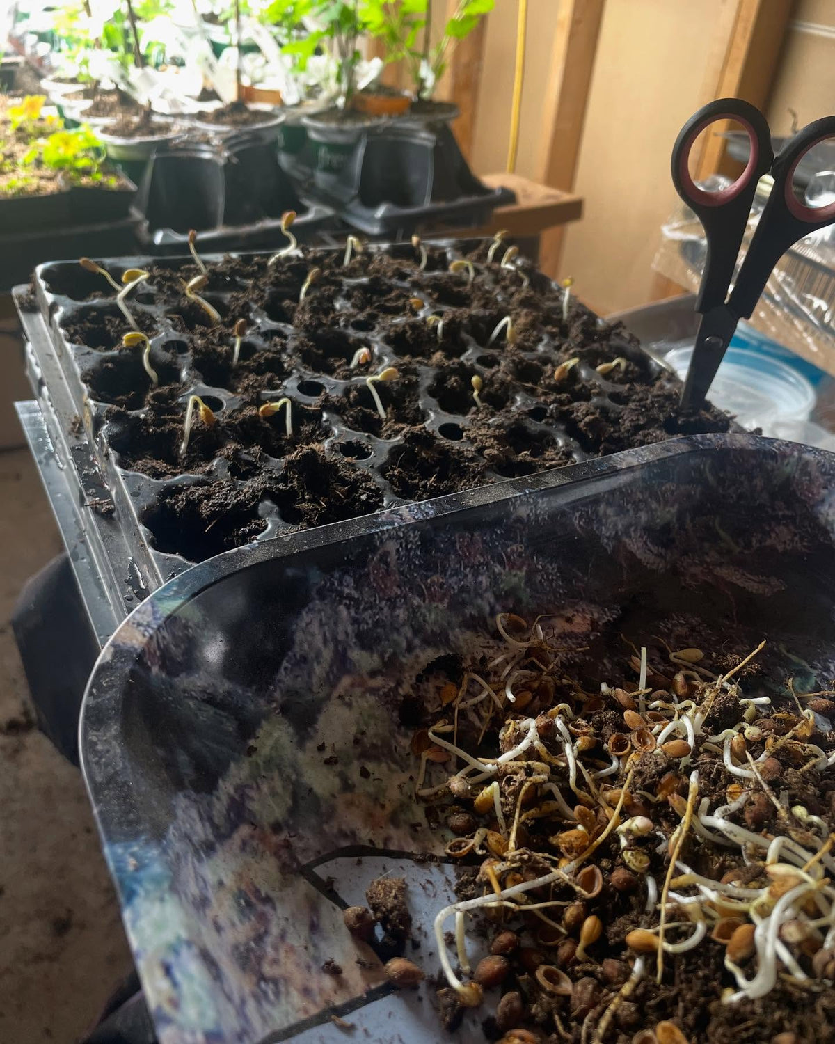 nanking cherries, potting up sprouty ones from the fridge, image 4 of 5