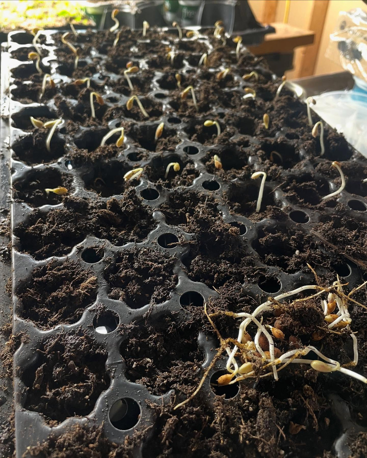 nanking cherries, potting up sprouty ones from the fridge, image 5 of 5