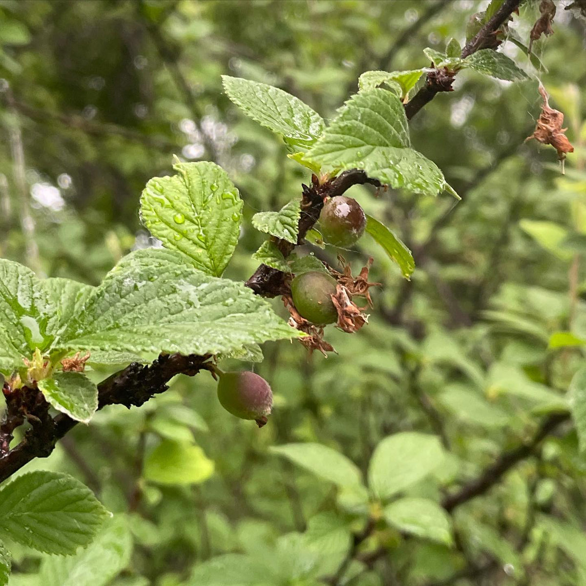 Nanking cherries (Prunus tomentosa) ripen here in mid July, and the seeds from this tree filled a bed of seedlings