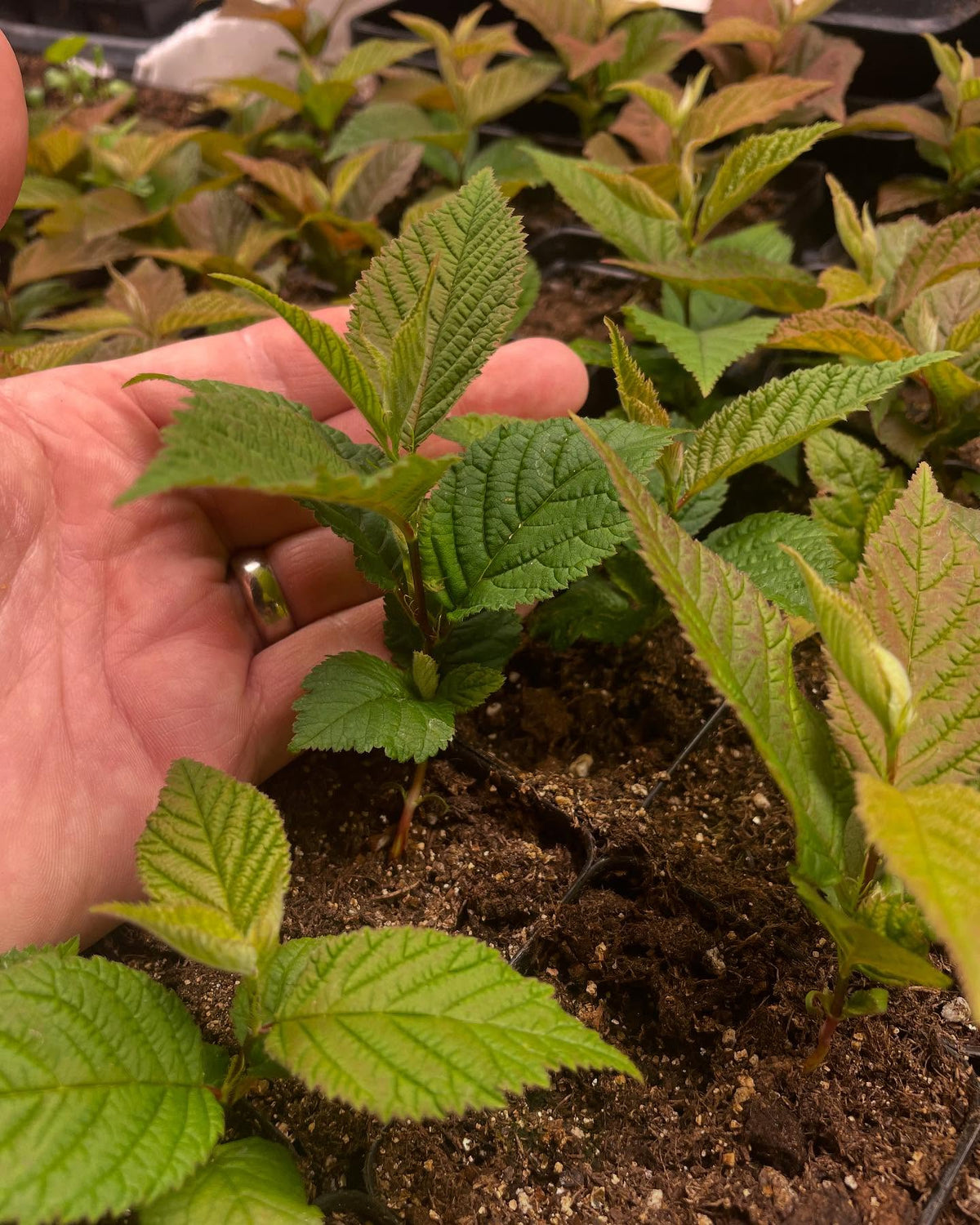 nanking cherries under lights at 21 days, some getting their 4th set of leaves, image 1 of 4