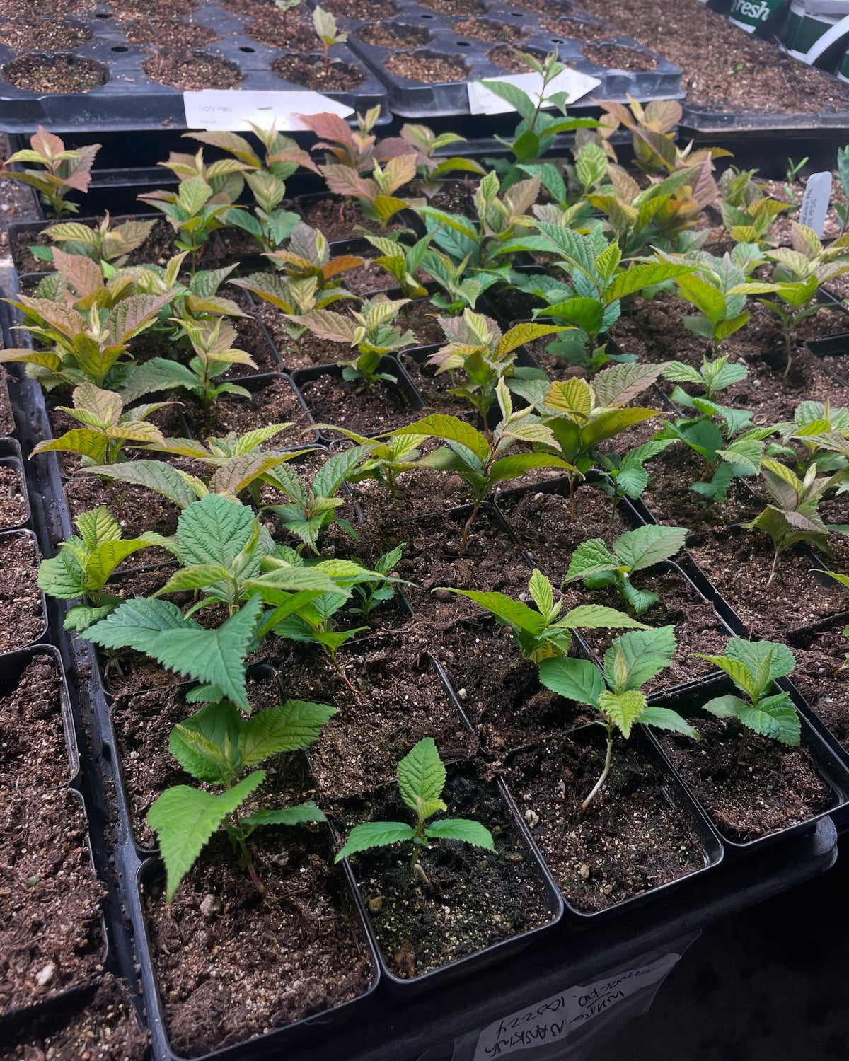 nanking cherries under lights at 21 days, some getting their 4th set of leaves, image 2 of 4