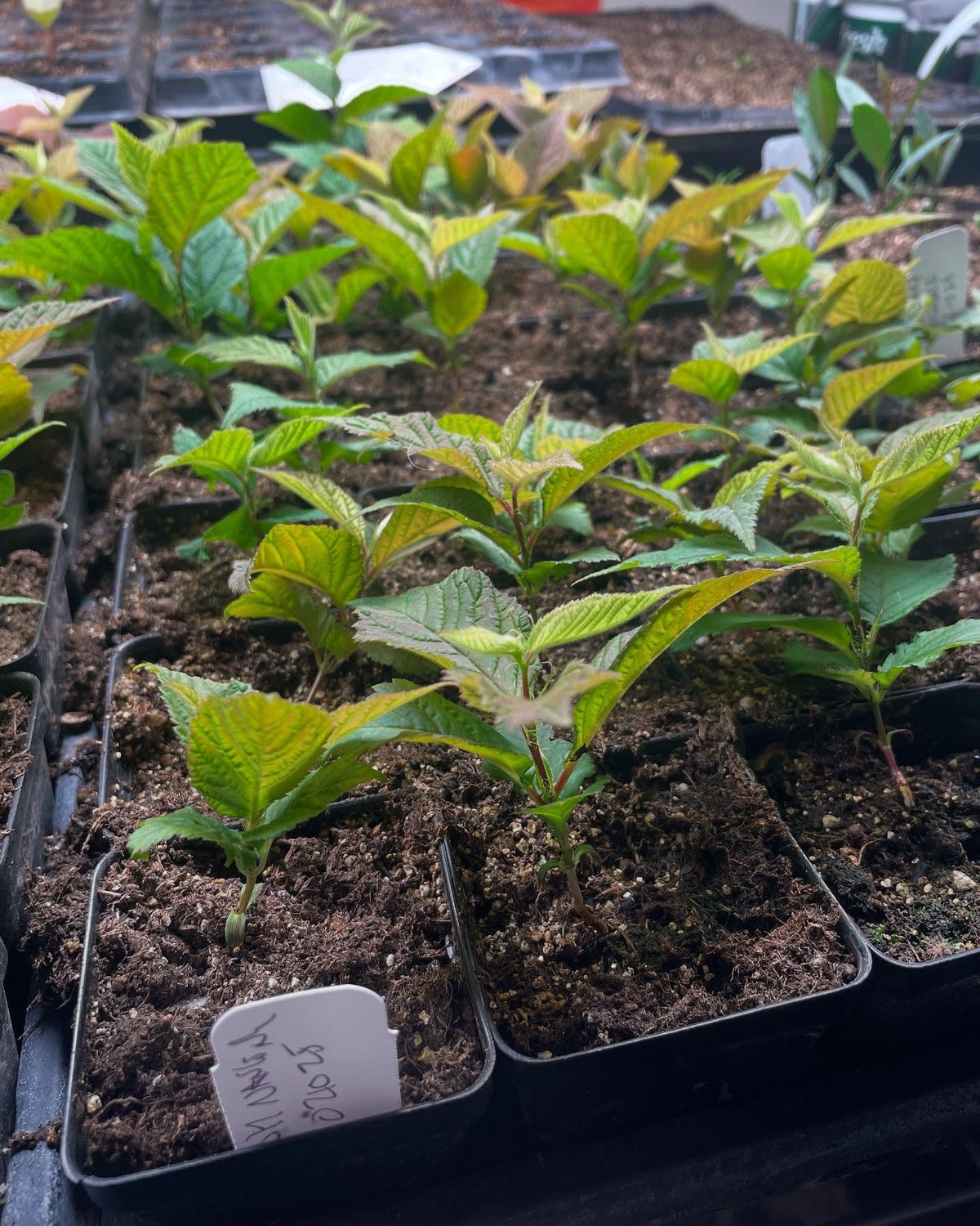 nanking cherries under lights at 21 days, some getting their 4th set of leaves, image 3 of 4