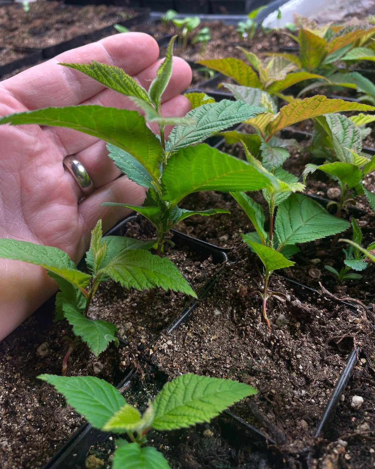 nanking cherries under lights at 21 days, some getting their 4th set of leaves, image 4 of 4