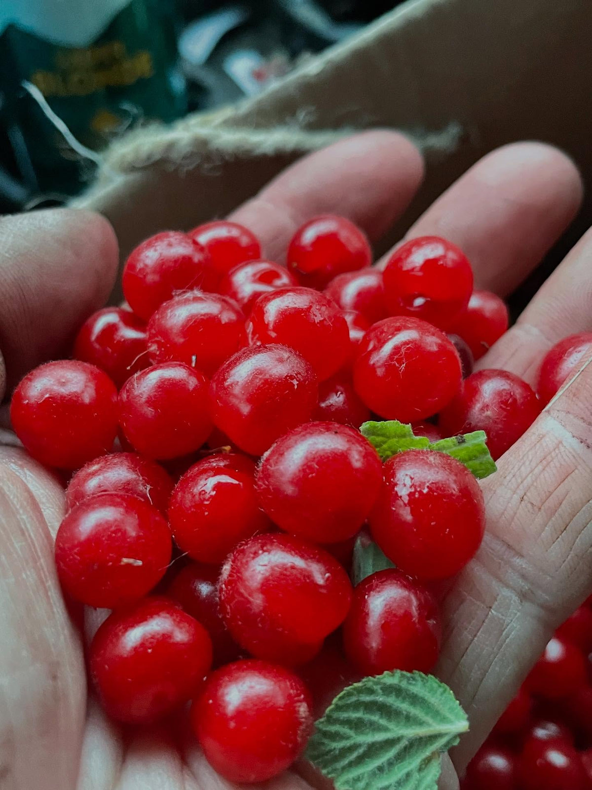 nanking cherry, collected a good box full on one large thirty year old bush, image 1 of 4