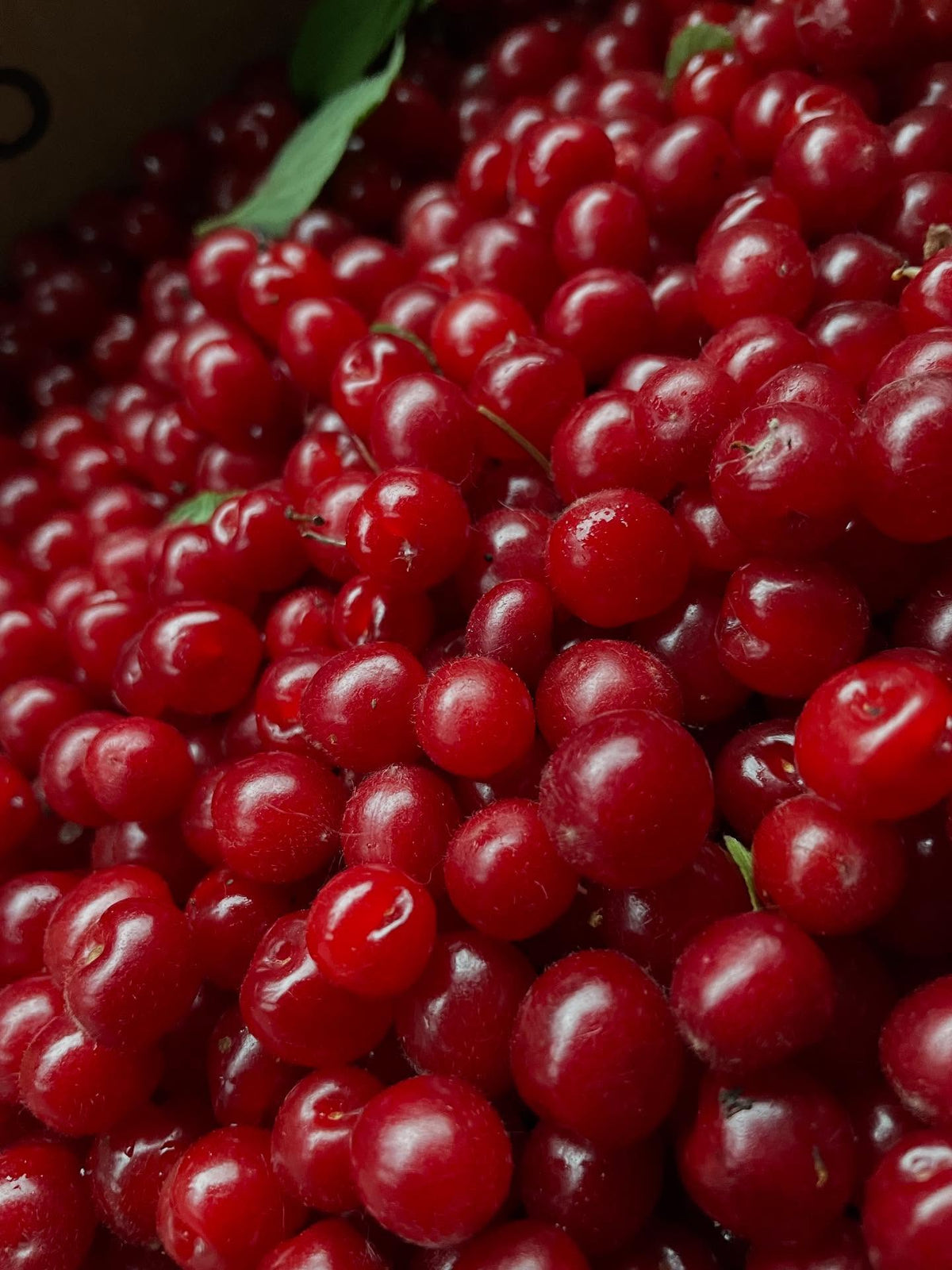 nanking cherry, collected a good box full on one large thirty year old bush, image 2 of 4