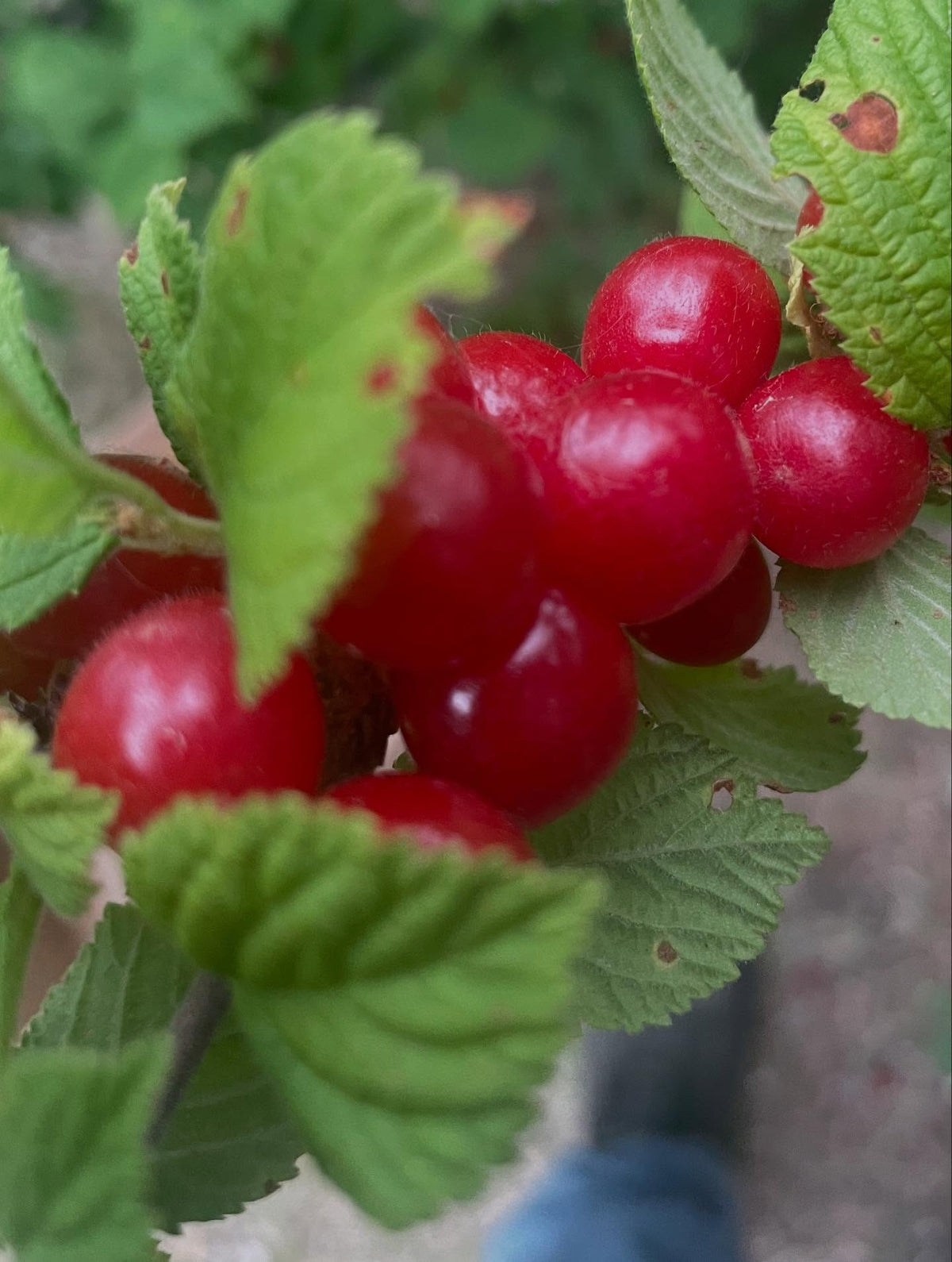 nanking cherry, collected a good box full on one large thirty year old bush, image 3 of 4