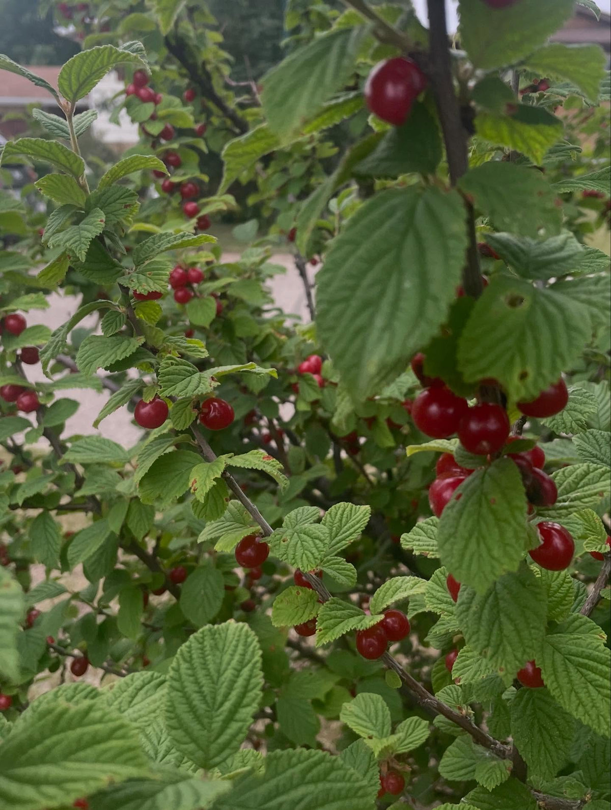 nanking cherry, collected a good box full on one large thirty year old bush, image 4 of 4