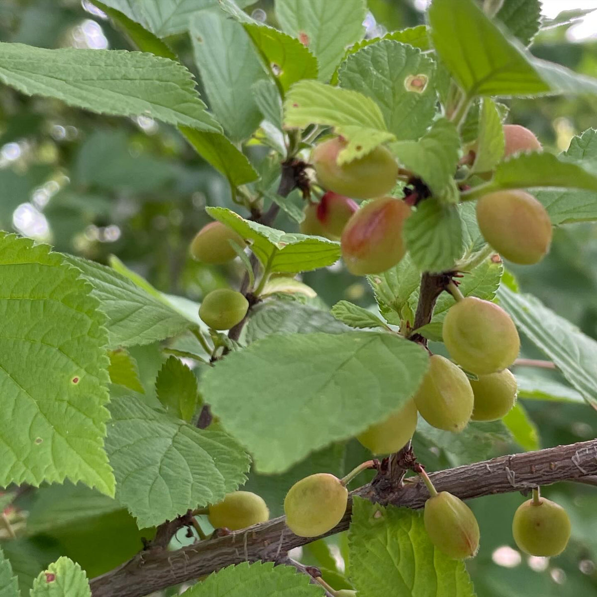 nanking cherry coming up soon, these ripen here in a couple of weeks, image 1 of 2