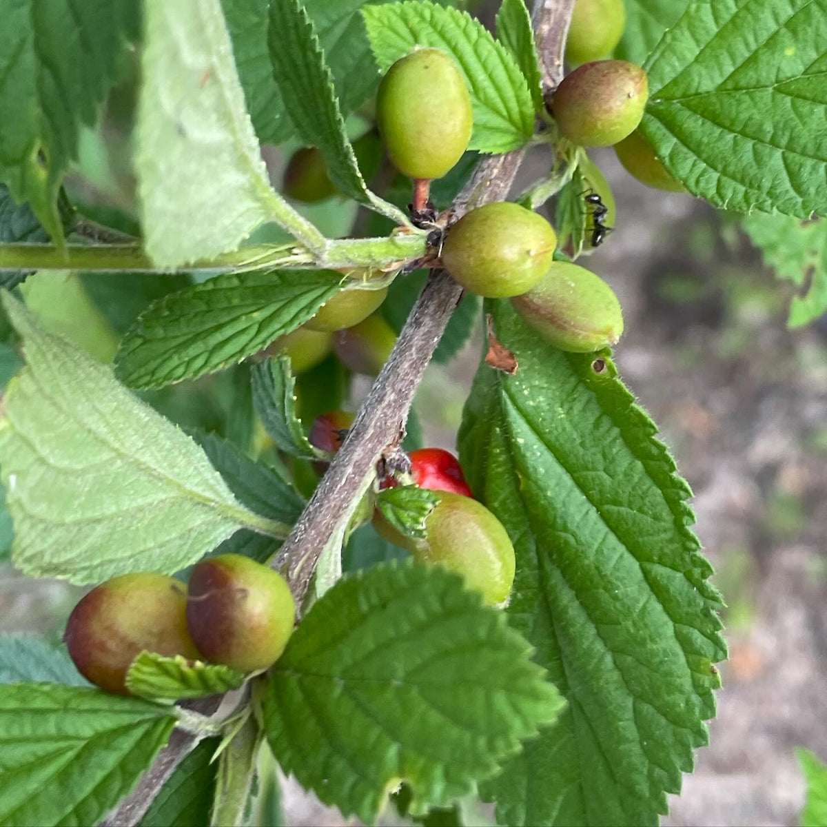 nanking cherry coming up soon, these ripen here in a couple of weeks, image 2 of 2