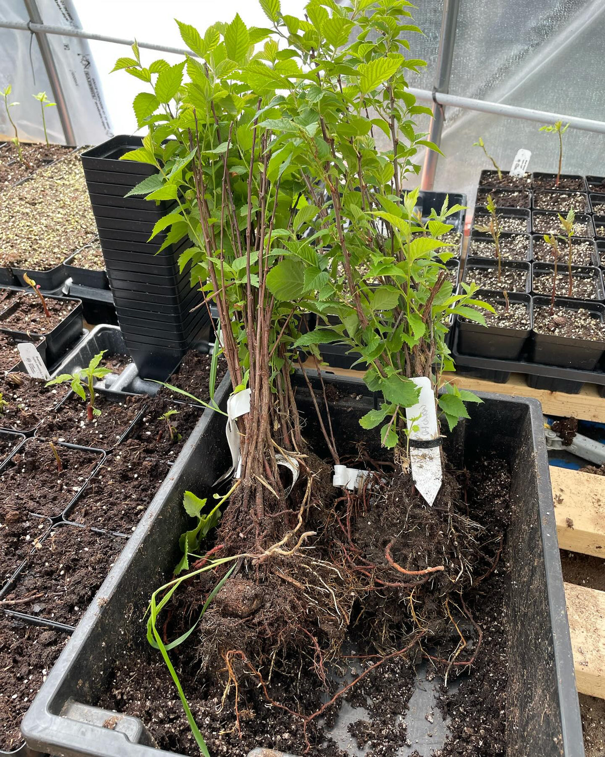 nanking cherry going into pots, watch me try this with one hand, image 1 of 2