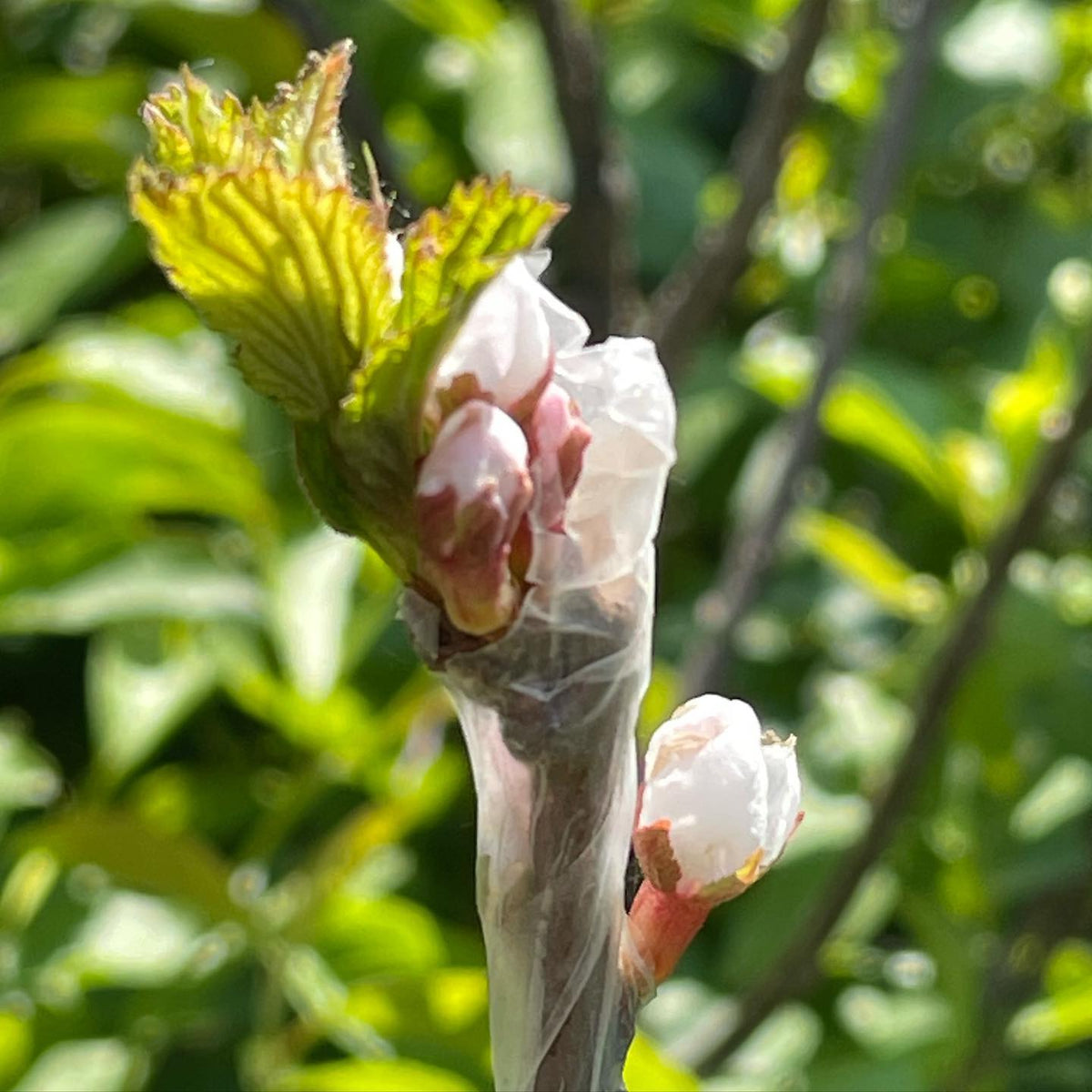 nanking cherry grafted on wild chokecherry, image 1 of 2