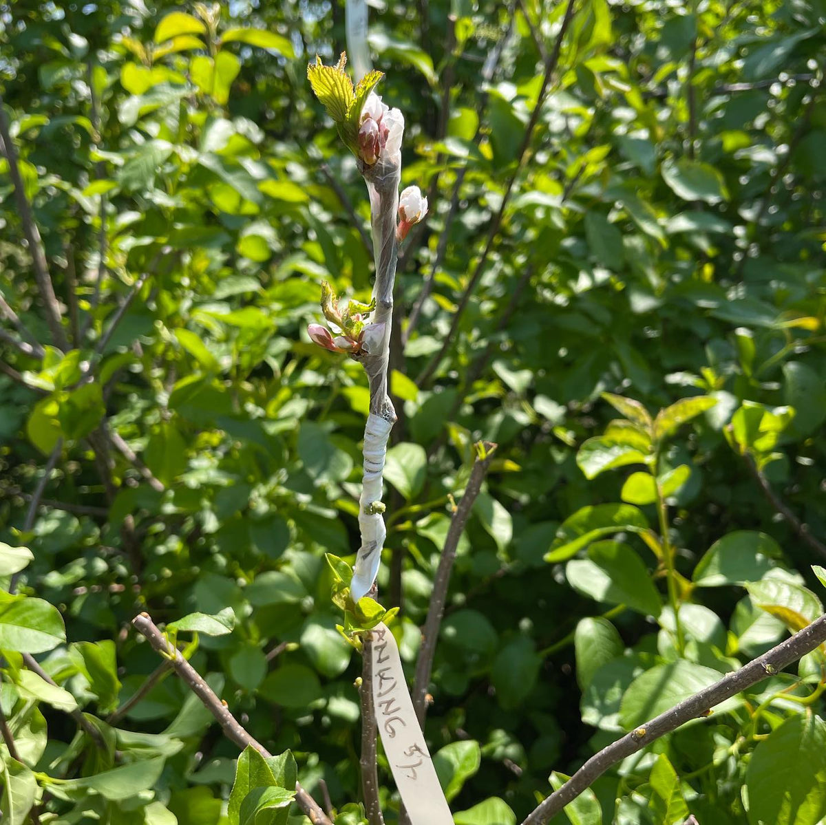 nanking cherry grafted on wild chokecherry, image 2 of 2