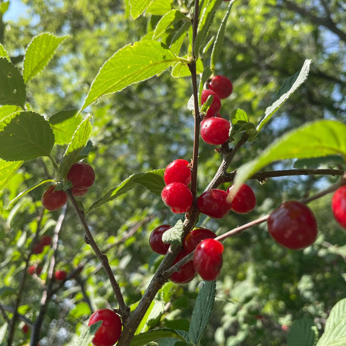 Nanking cherry harvest, image 1 of 3