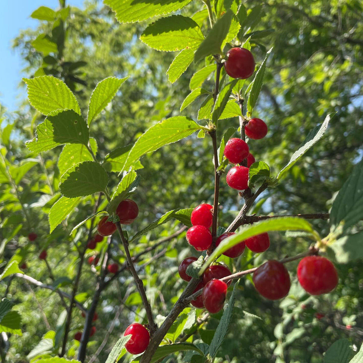 Nanking cherry harvest, image 2 of 3