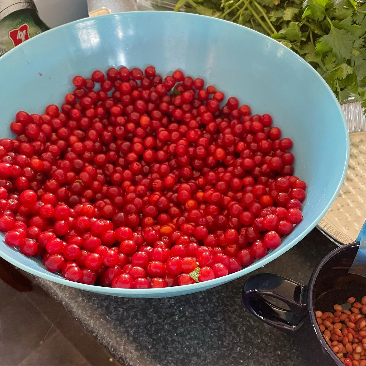 Nanking cherry harvest, image 3 of 3
