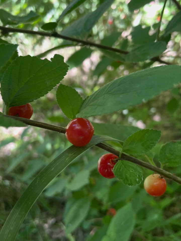 nanking cherry just starting to ripen on this shaded bush, image 2 of 2