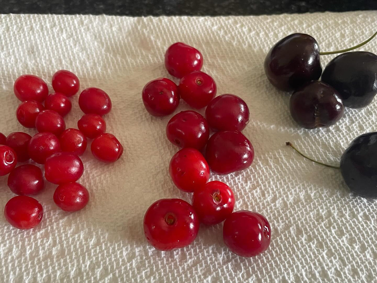 nanking cherry left, cupid sour cherry center, compared to grocery store sweet cherry right