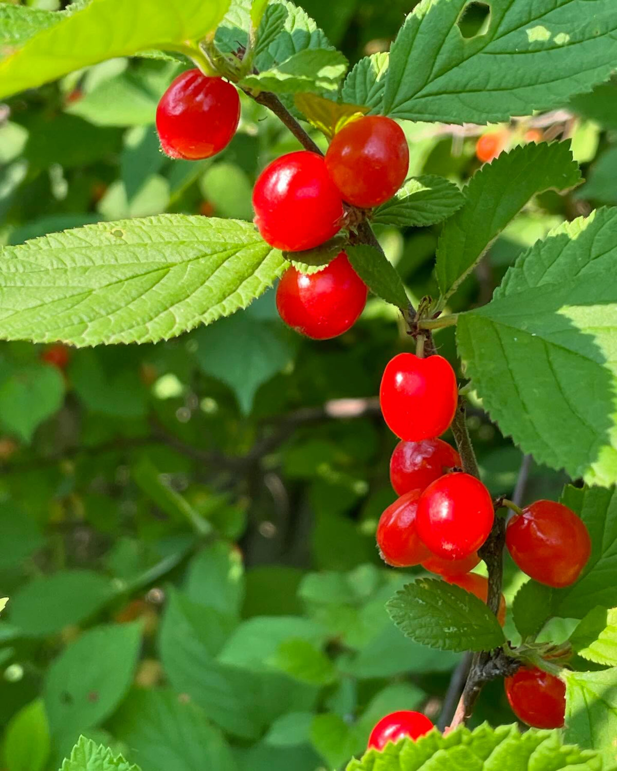 nanking cherry, prunus tomentosa, image 1 of 3