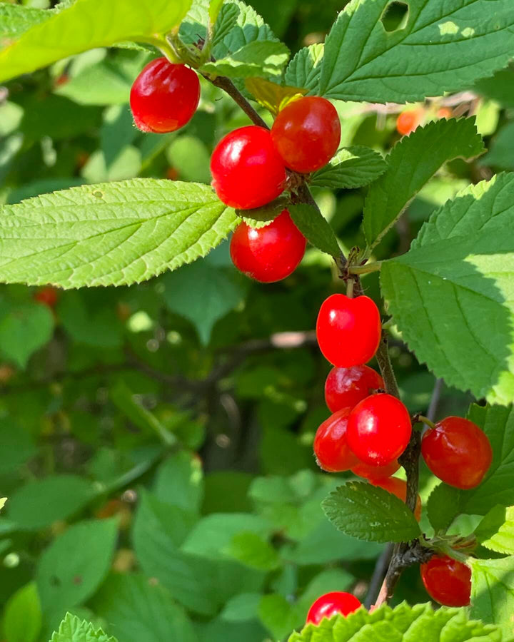 nanking cherry, prunus tomentosa, image 1 of 3