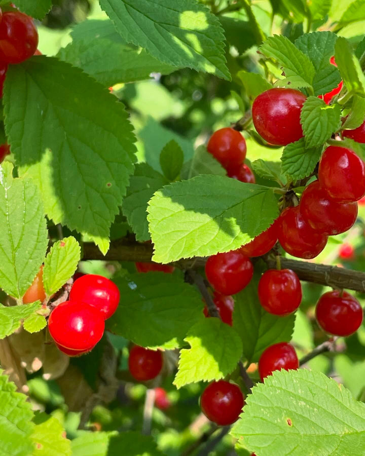nanking cherry, prunus tomentosa, image 2 of 3