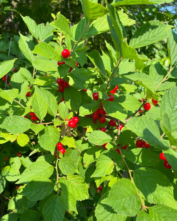 nanking cherry, prunus tomentosa, image 3 of 3