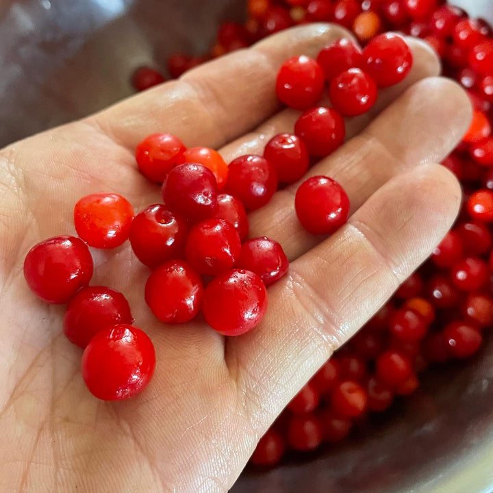 nanking cherry, prunus tomentosa #nankingcherry, image 1 of 2
