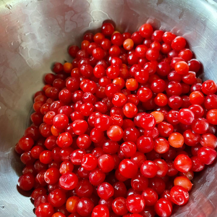 nanking cherry, prunus tomentosa #nankingcherry, image 2 of 2