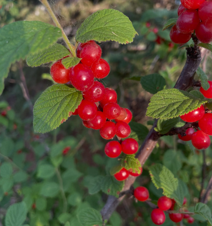 nanking cherry, ripe today in mid July, image 1 of 3