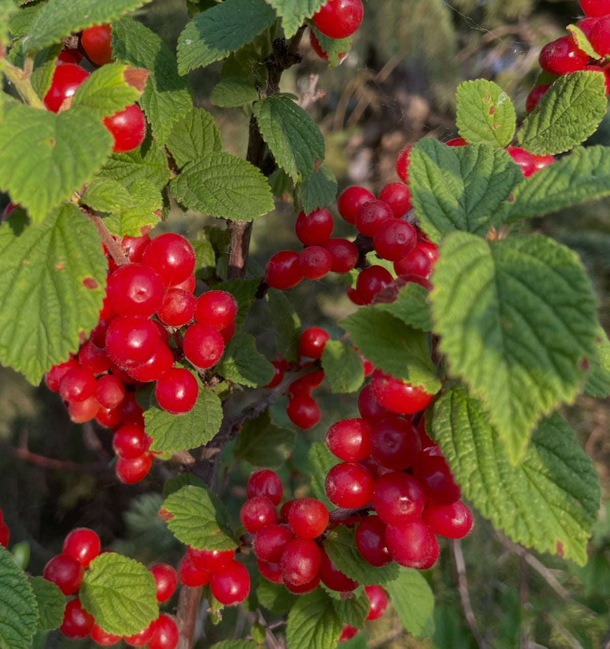 nanking cherry, ripe today in mid July, image 2 of 3
