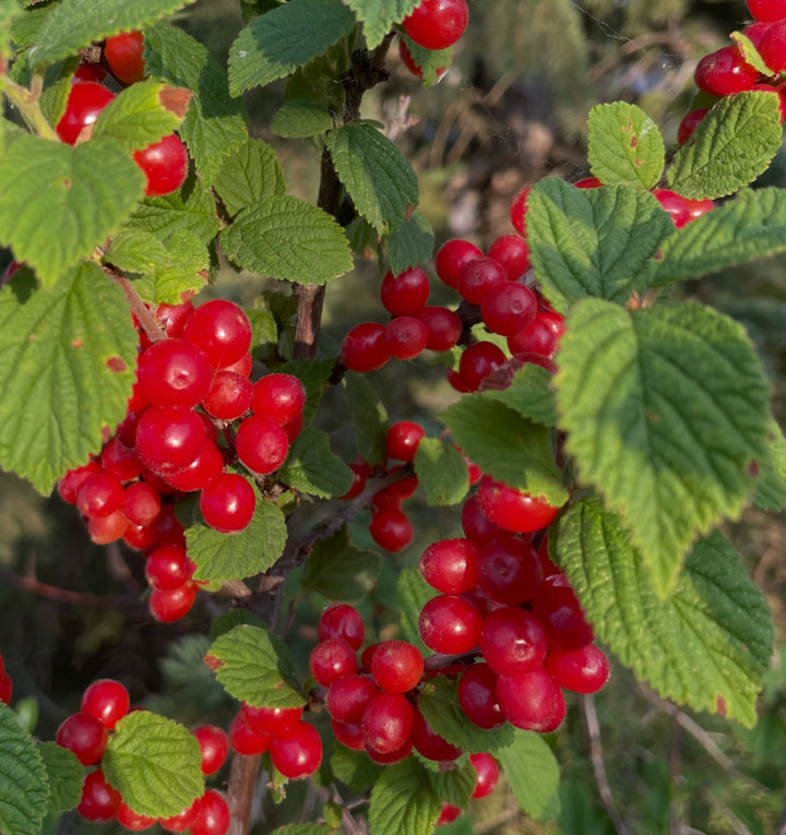 nanking cherry, ripe today in mid July, image 2 of 3