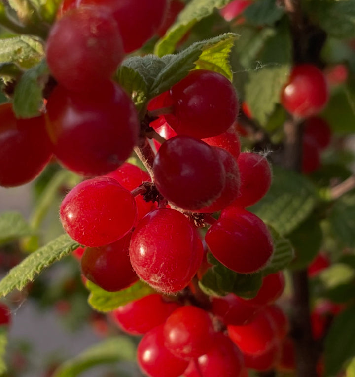 nanking cherry, ripe today in mid July, image 3 of 3