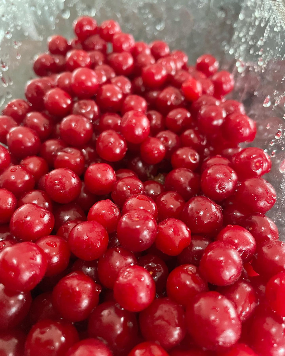 nanking cherry seeds are now up on our website and etsy shop, packs of 18