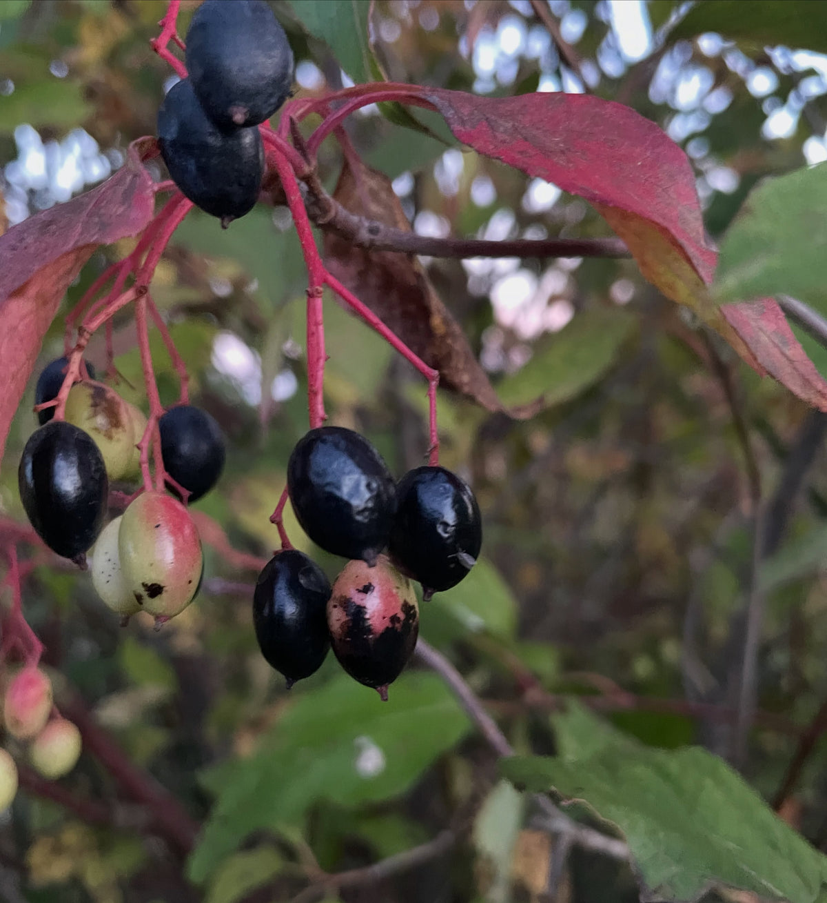 Frutos negros brillantes de Viburnum lentago colgando de tallos rojos, algunos aún verdes y rosados, con hojas rojas de otoño detrás.
