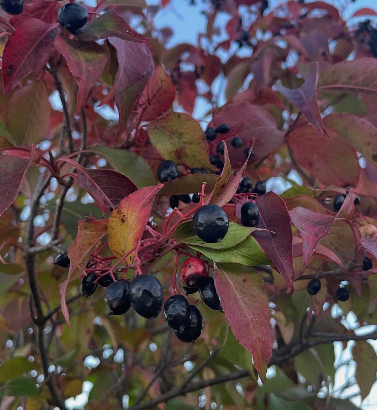 Una rama de Viburnum lentago con hojas rojo oscuro de otoño y racimos de frutos negros contra el cielo.