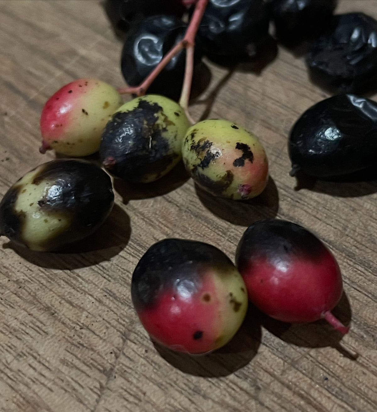 Frutos de Viburnum lentago sobre una mesa de madera en distintas etapas: verdes teñidos de rojo, a medio volverse negros, y completamente negros y arrugados.
