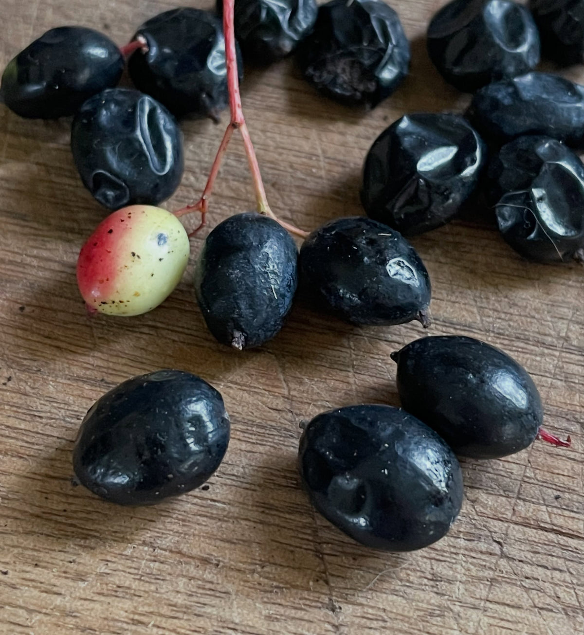 Frutos maduros negros y arrugados de Viburnum lentago sobre una mesa de madera, con un fruto inmaduro verde y rojo aún en su tallo.