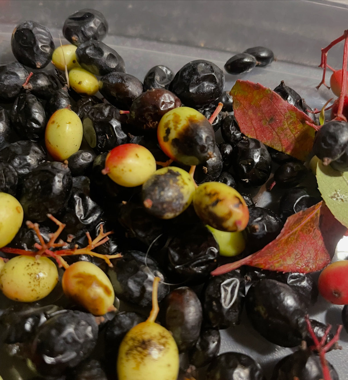 Un recipiente de frutos de Viburnum lentago recogidos, mayormente negros con algunos amarillo verdosos y unas pocas hojas rojas.