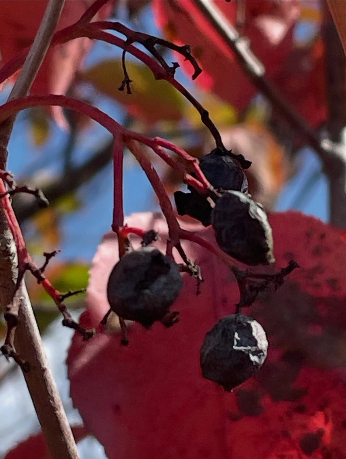 nannyberry can hang late going into fall, image 2 of 3