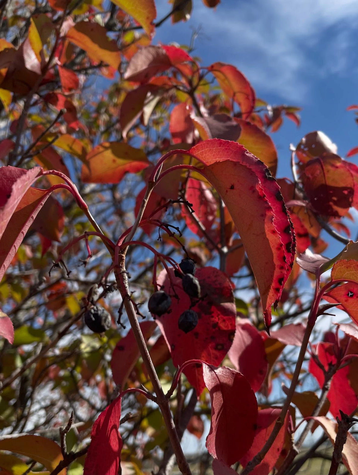 nannyberry can hang late going into fall, image 3 of 3
