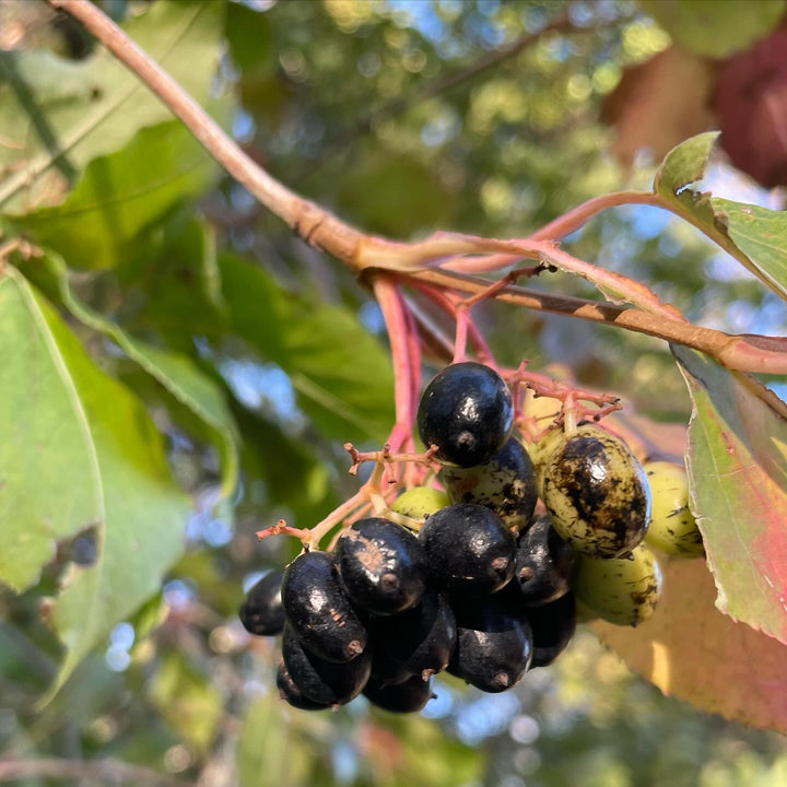 nannyberry, just ripe now, image 1 of 2