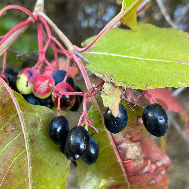 nannyberry, just ripe now, image 2 of 2