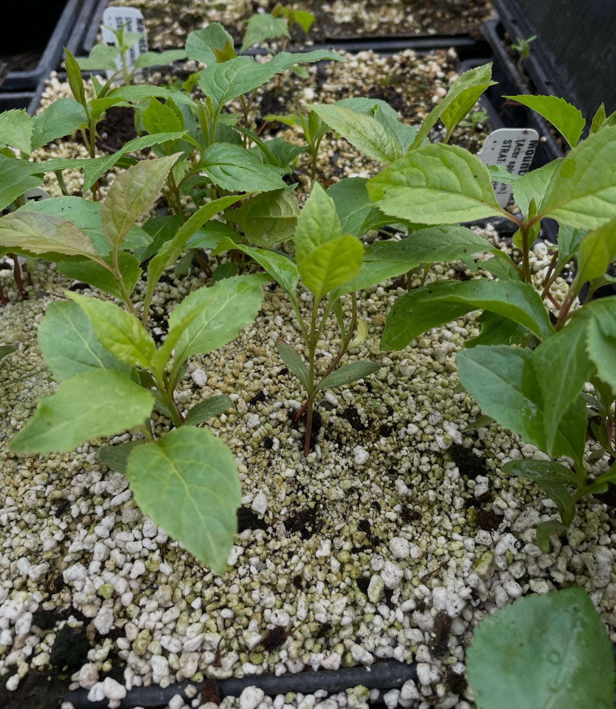 nannyberry seedlings