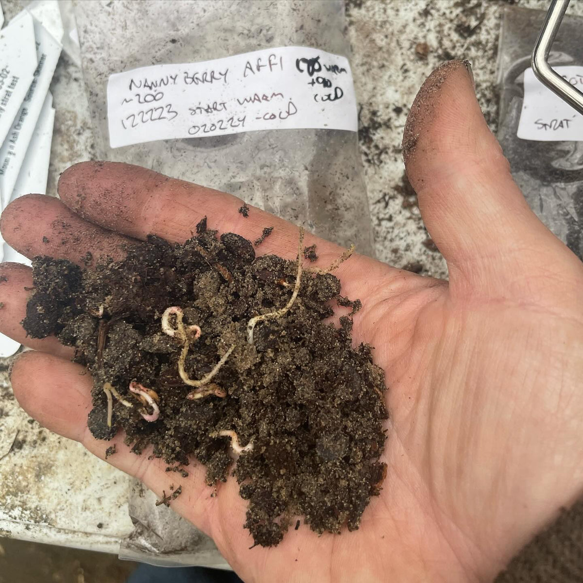 nannyberry seeds germinating in the fridge, image 1 of 3