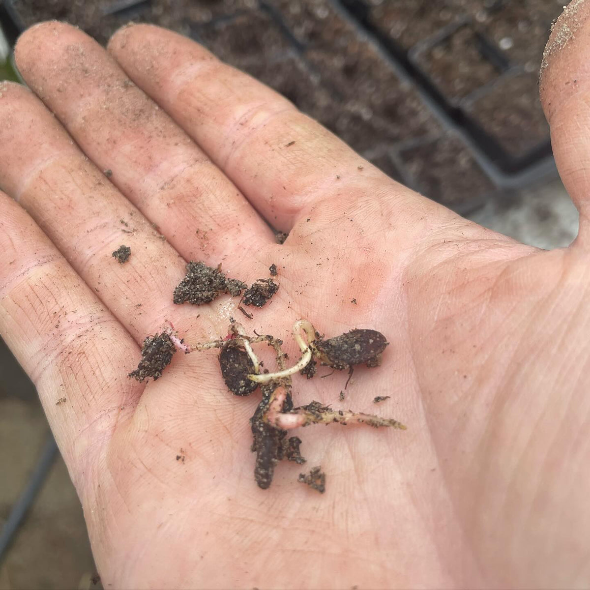 nannyberry seeds germinating in the fridge, image 2 of 3