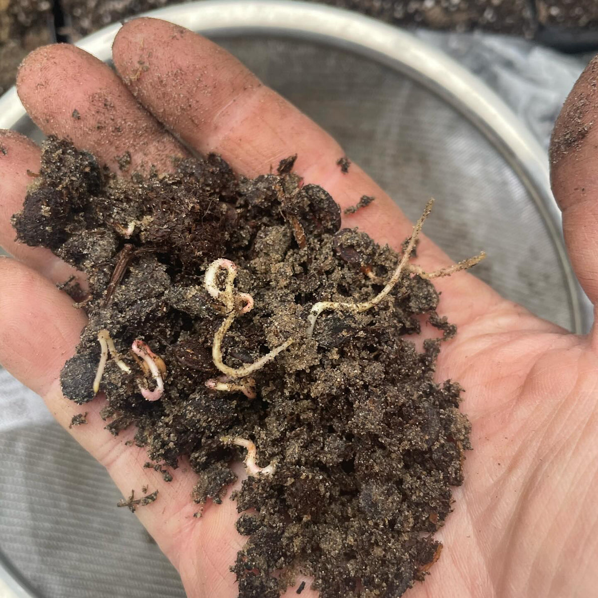 nannyberry seeds germinating in the fridge, image 3 of 3
